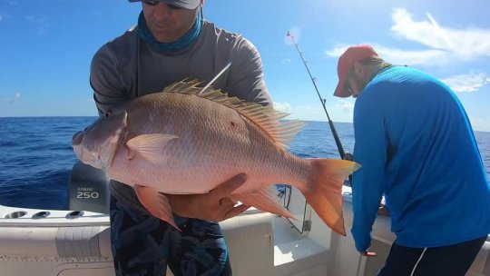 Mutton Snapper Wreck Fishing