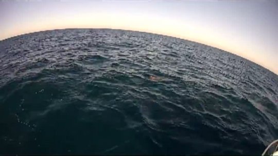 Wild Porpoise Encounter