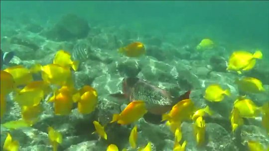 NatureVision TV Presents a Preview of our Underwater Paradise program