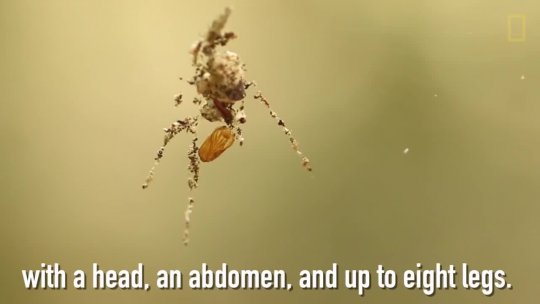 These Spiders Build Decoy Dummies of Themselves